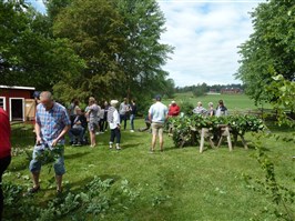 Klädning av midsommarstång 2017