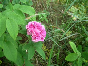 Törnsfalls rosen