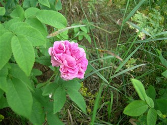 Törnsfalls rosens resta stjälk och blomma